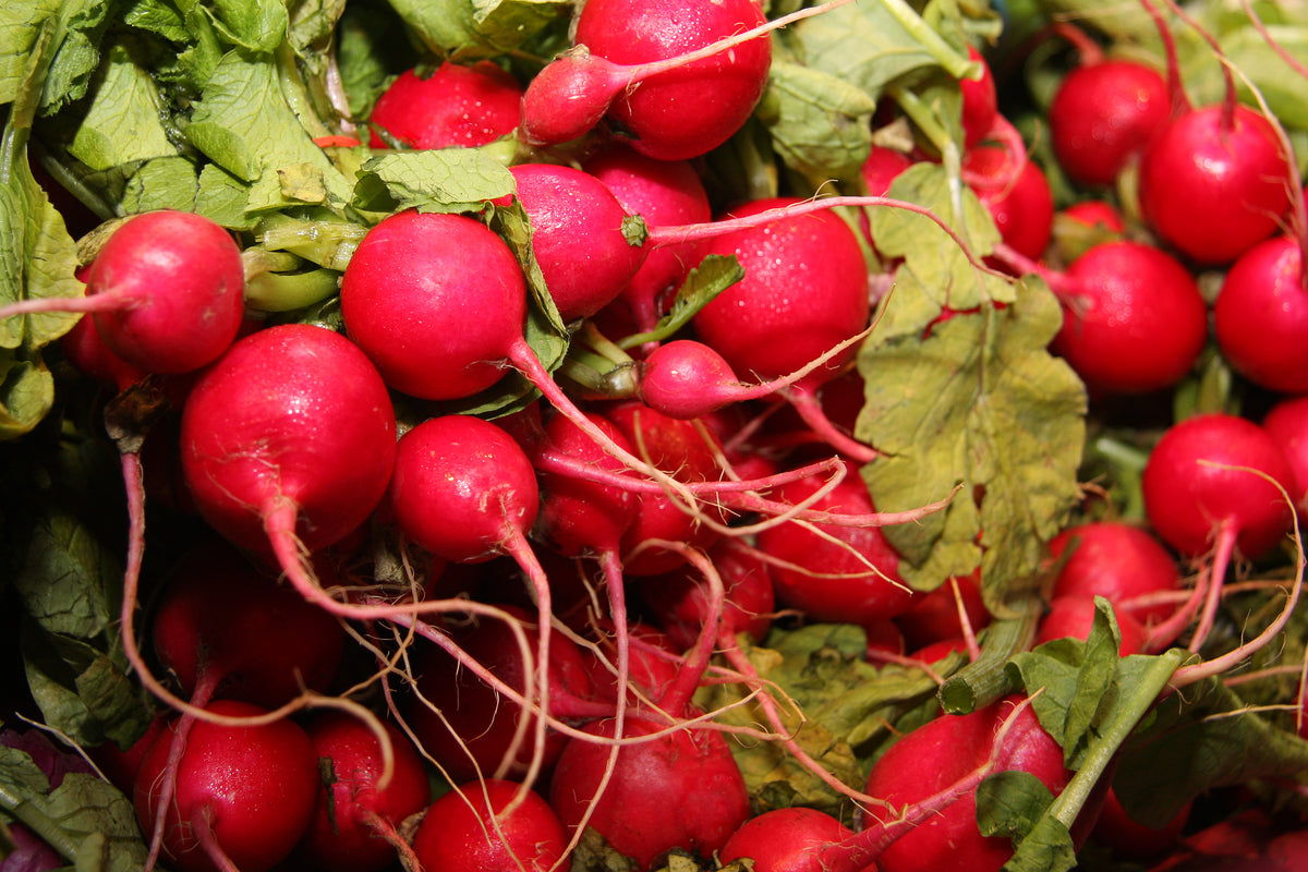 Radish — Rohrer Seeds