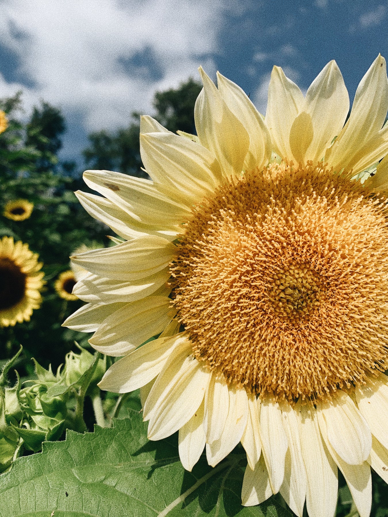 Sunflowers, Pollen Free