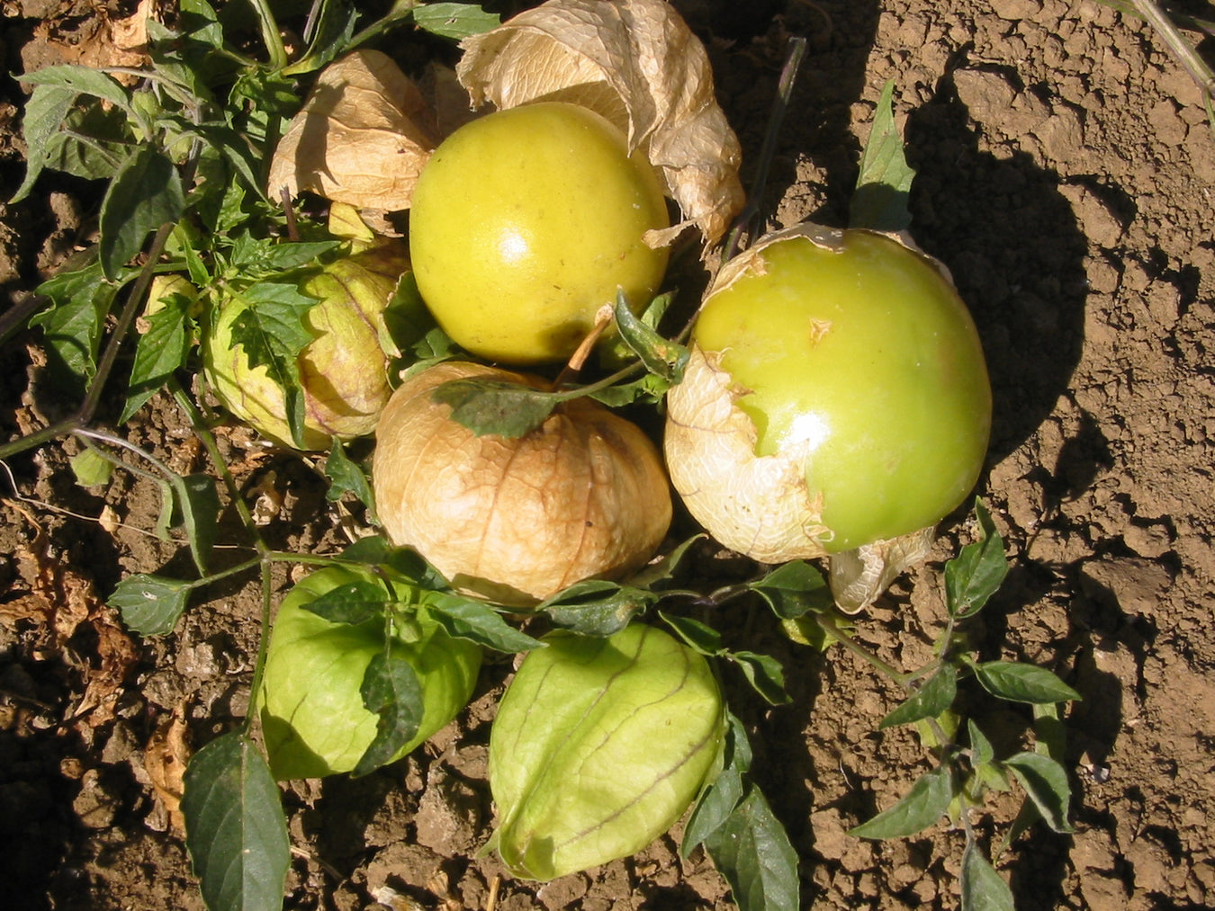 Tomatillo / Ground Cherry