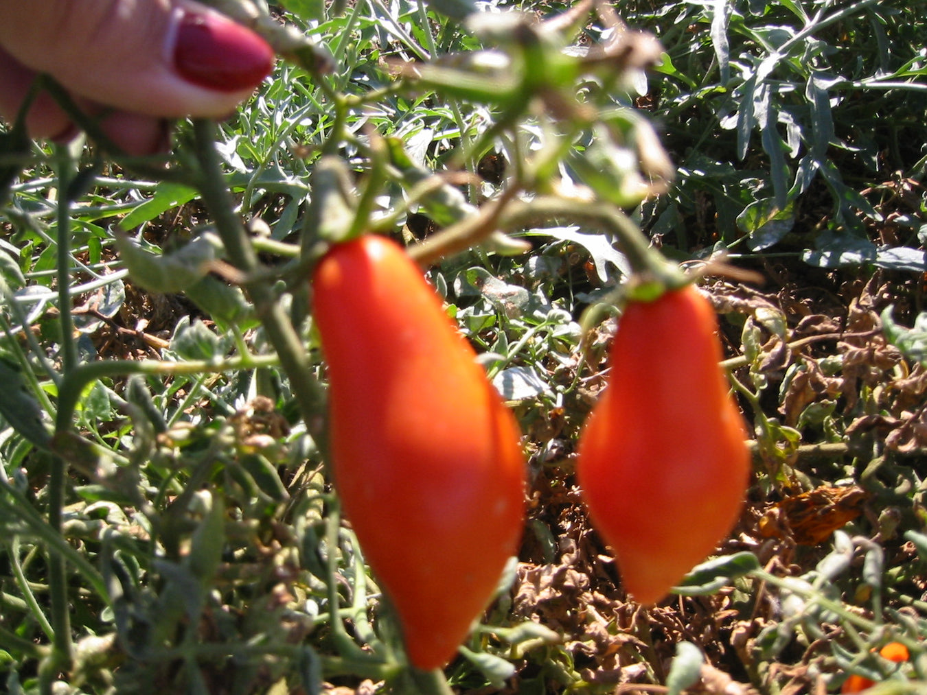 Paste Tomato Seeds