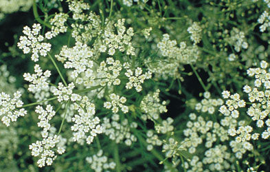 Caraway Seeds