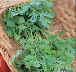 Chervil Seeds