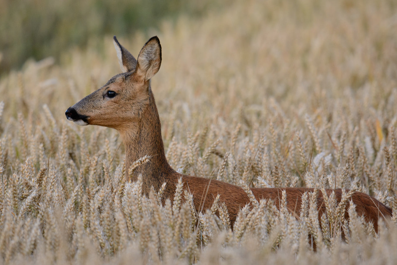 Warm Season Wildlife Seed