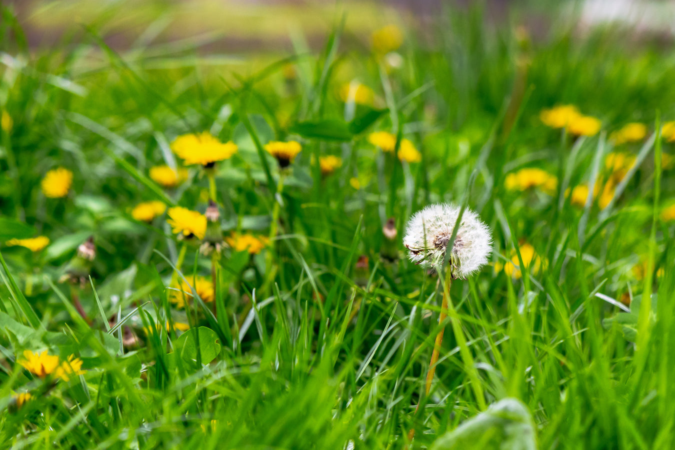 Weed Control