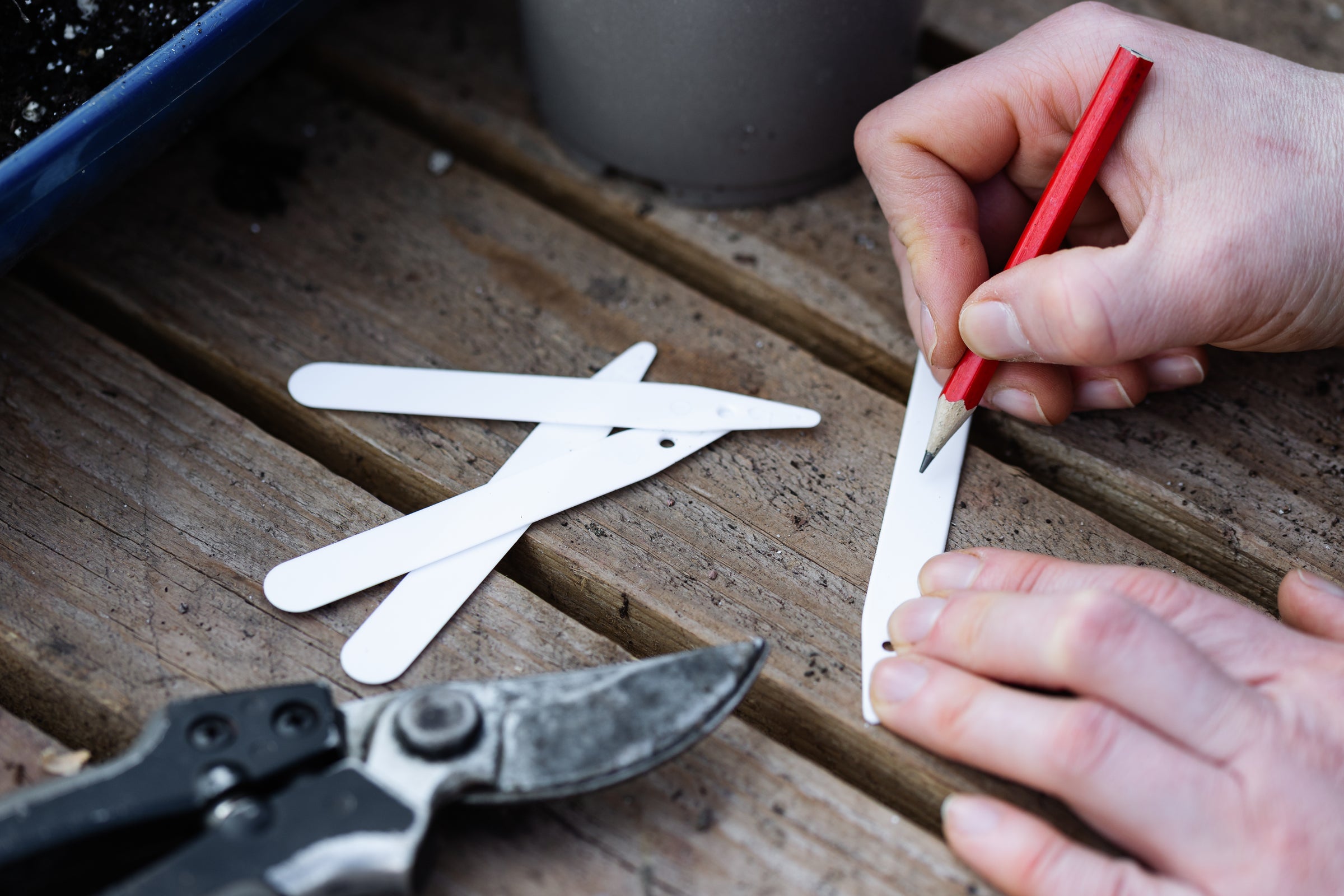 Free Seed Catalog — Rohrer Seeds Catalog