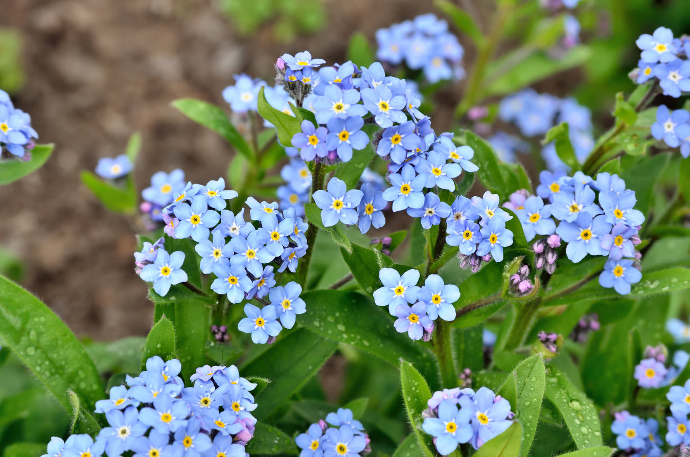 Organic Flowers