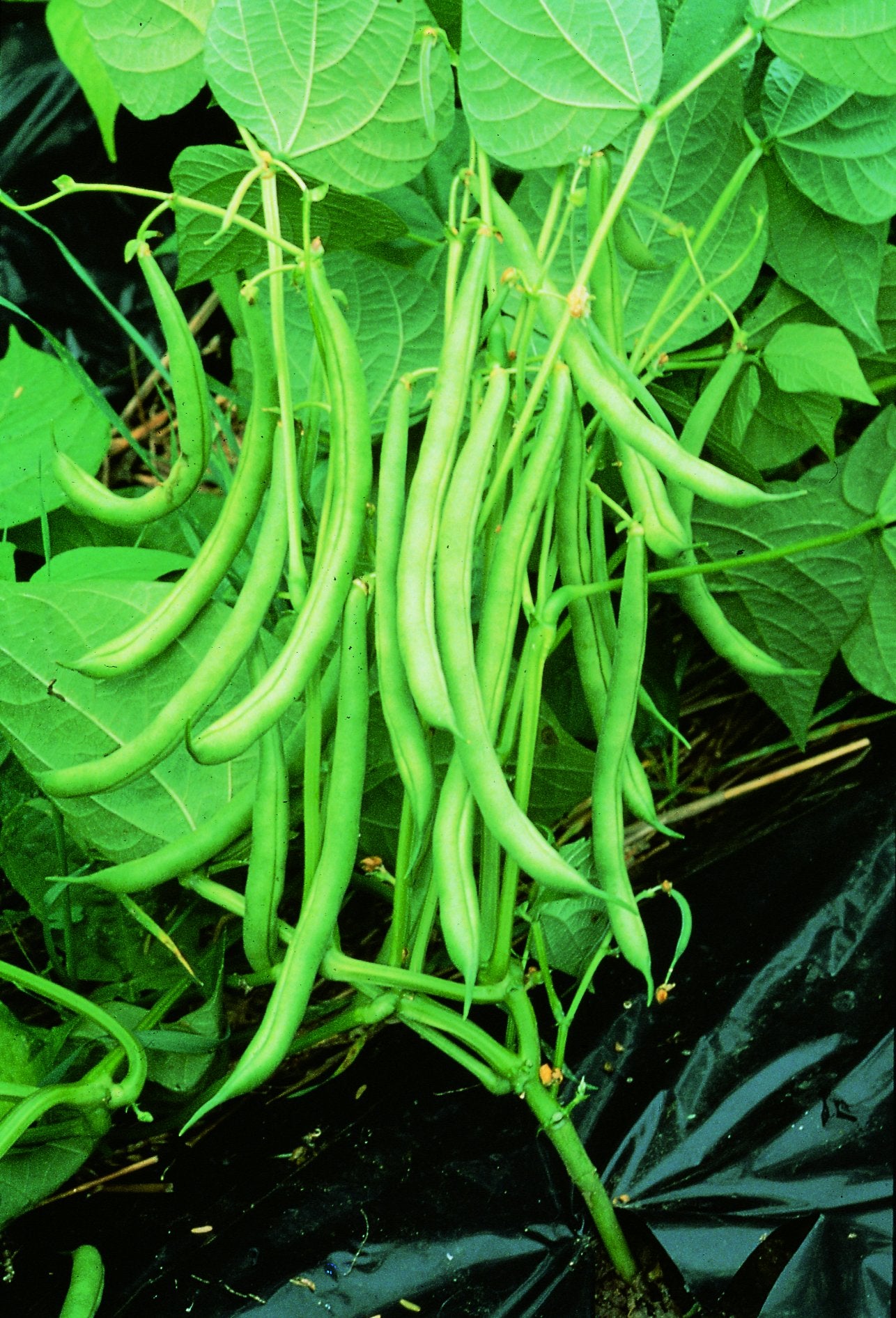 Bush Bean Seeds