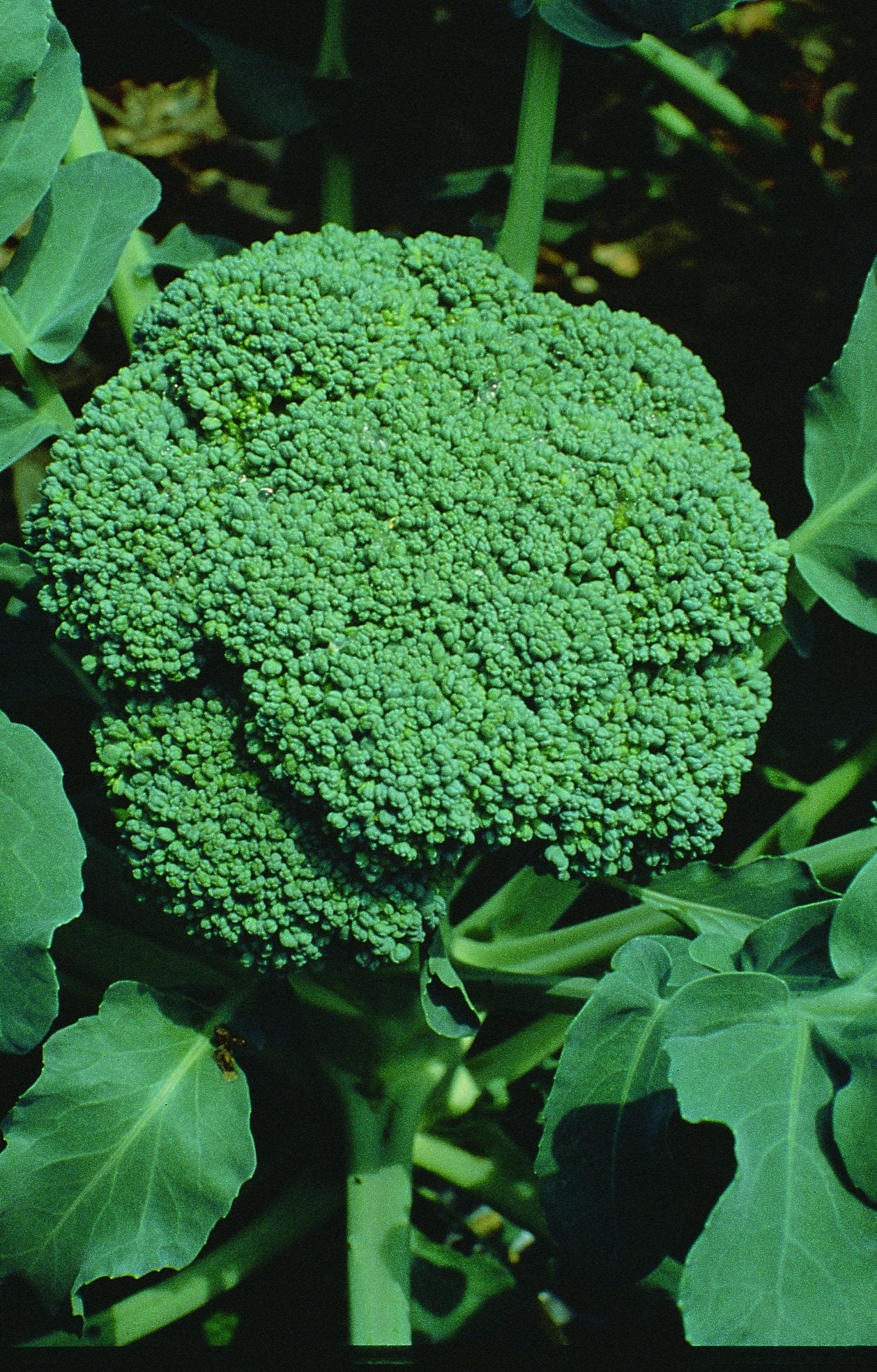 Broccoli Seeds