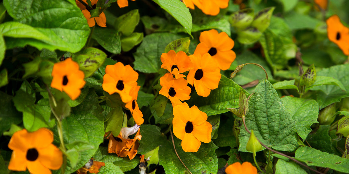 ジャケット・アウター RALEIGH BLACK EYED SUSAN VINE BICOLOR JK Black-eyed Susan Vine 'Sunny Susy Red Orange' plants