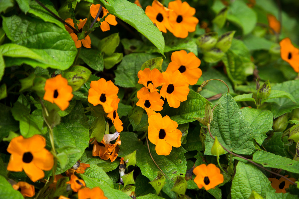Black Eyed Susan Vine Seeds — Rohrer Seeds