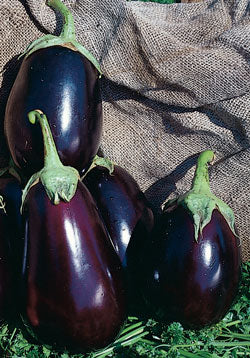 Eggplant Seeds