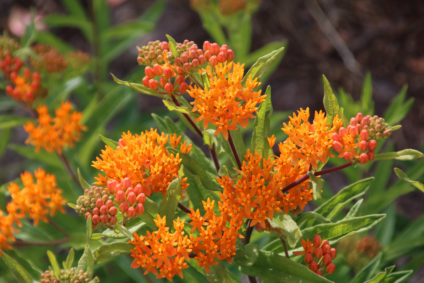 Milkweed