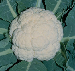 Cauliflower Seeds