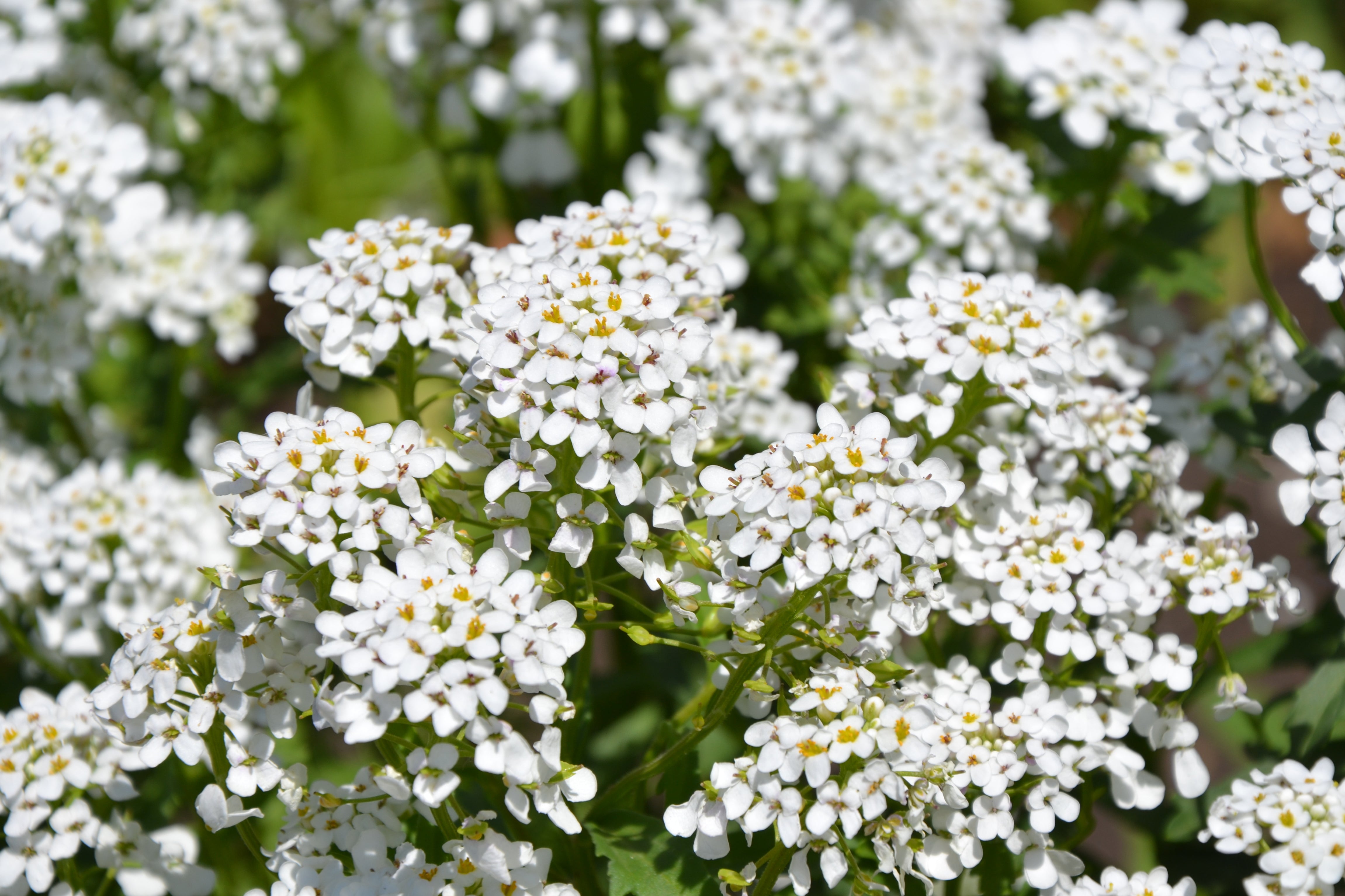 Collections — Rohrer Seeds