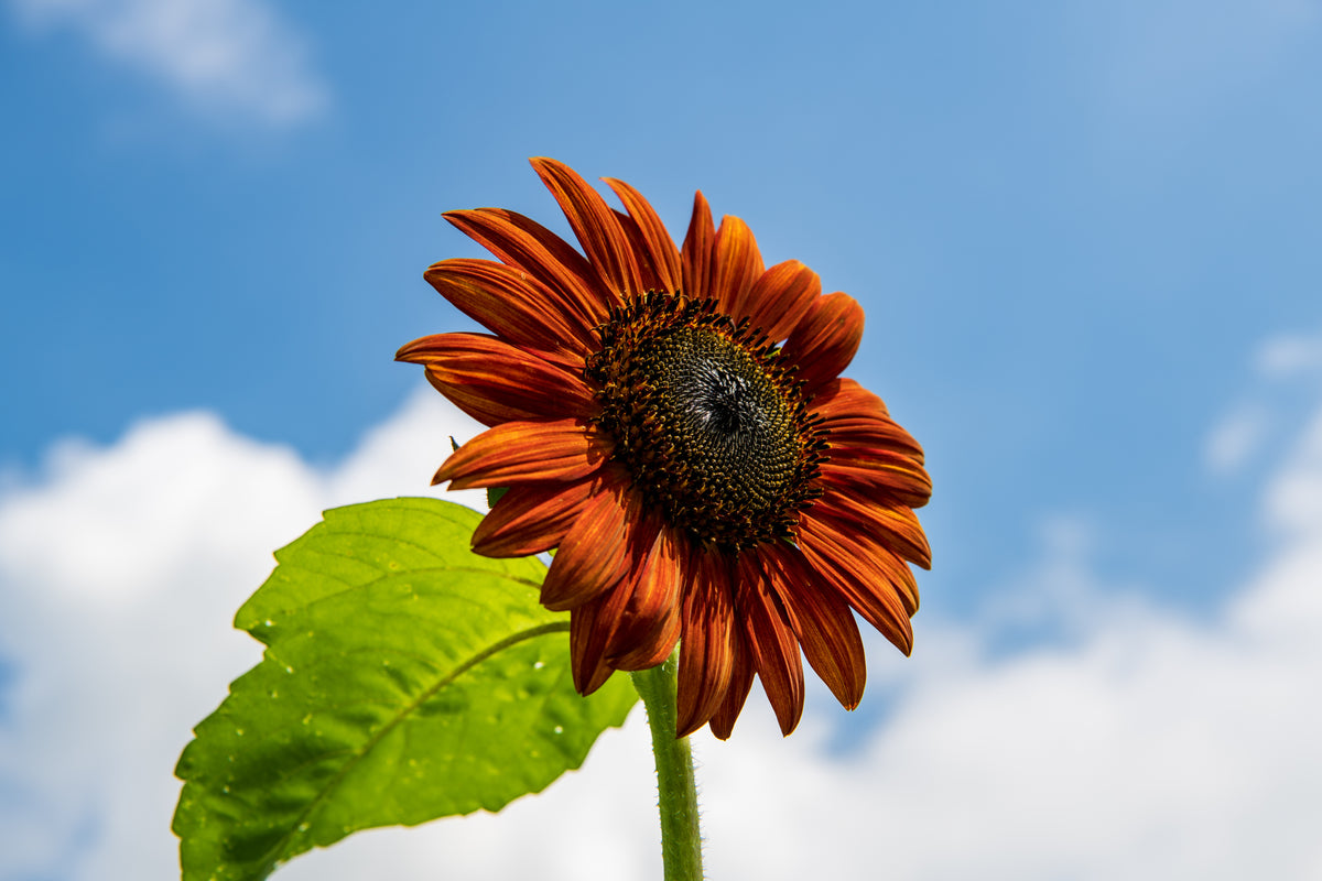 Chocolate_Cherry_Sunflower_120