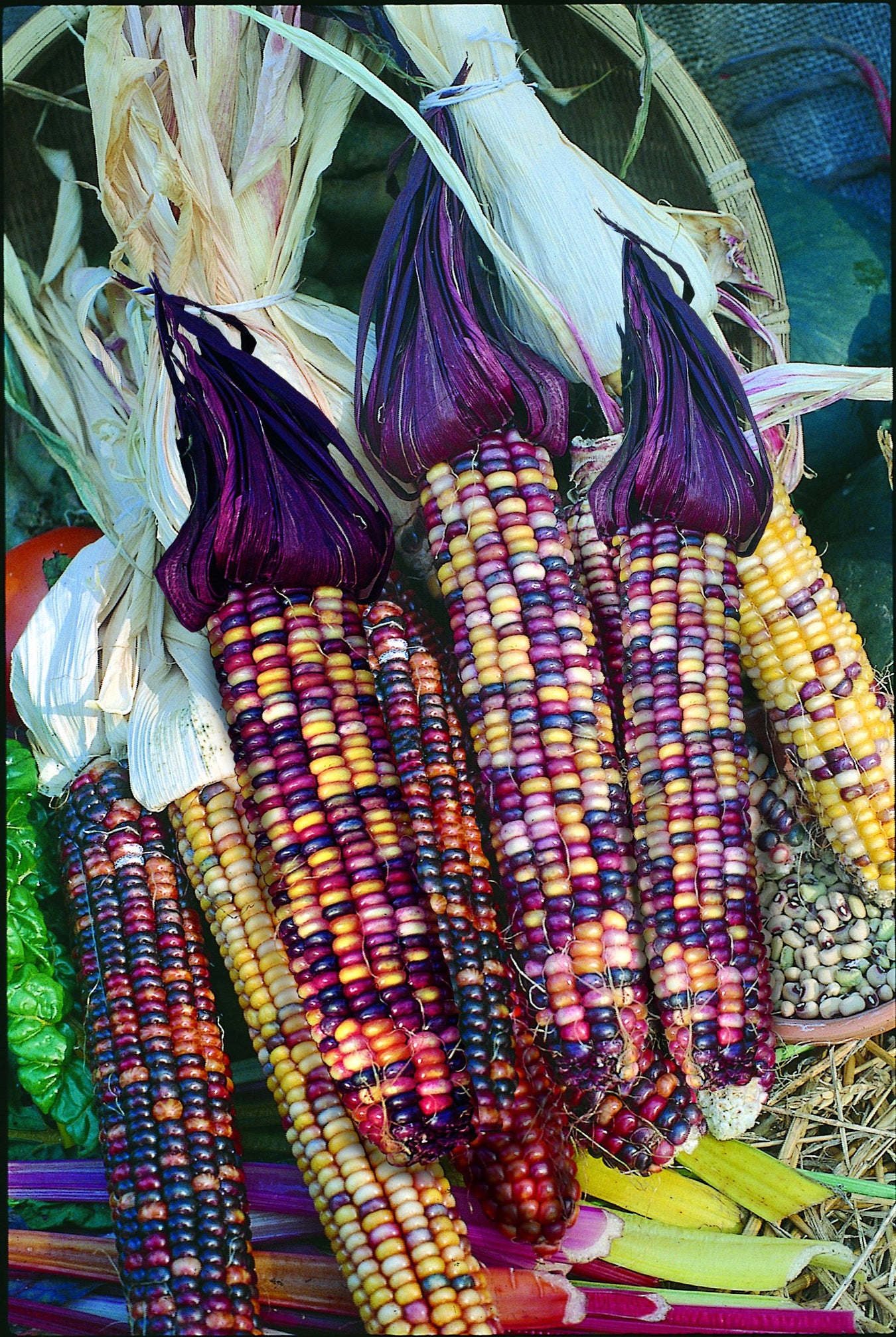 Popcorn and Ornamental Corn