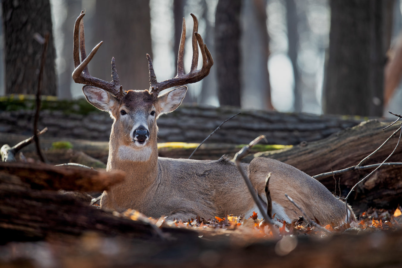 Wildlife and Deer Food Plots