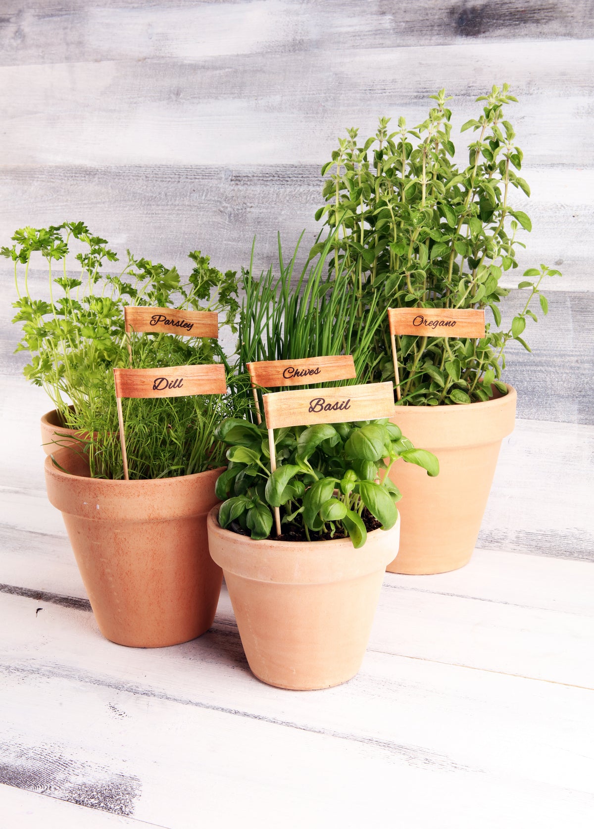 Herb Garden Mix — Rohrer Seeds