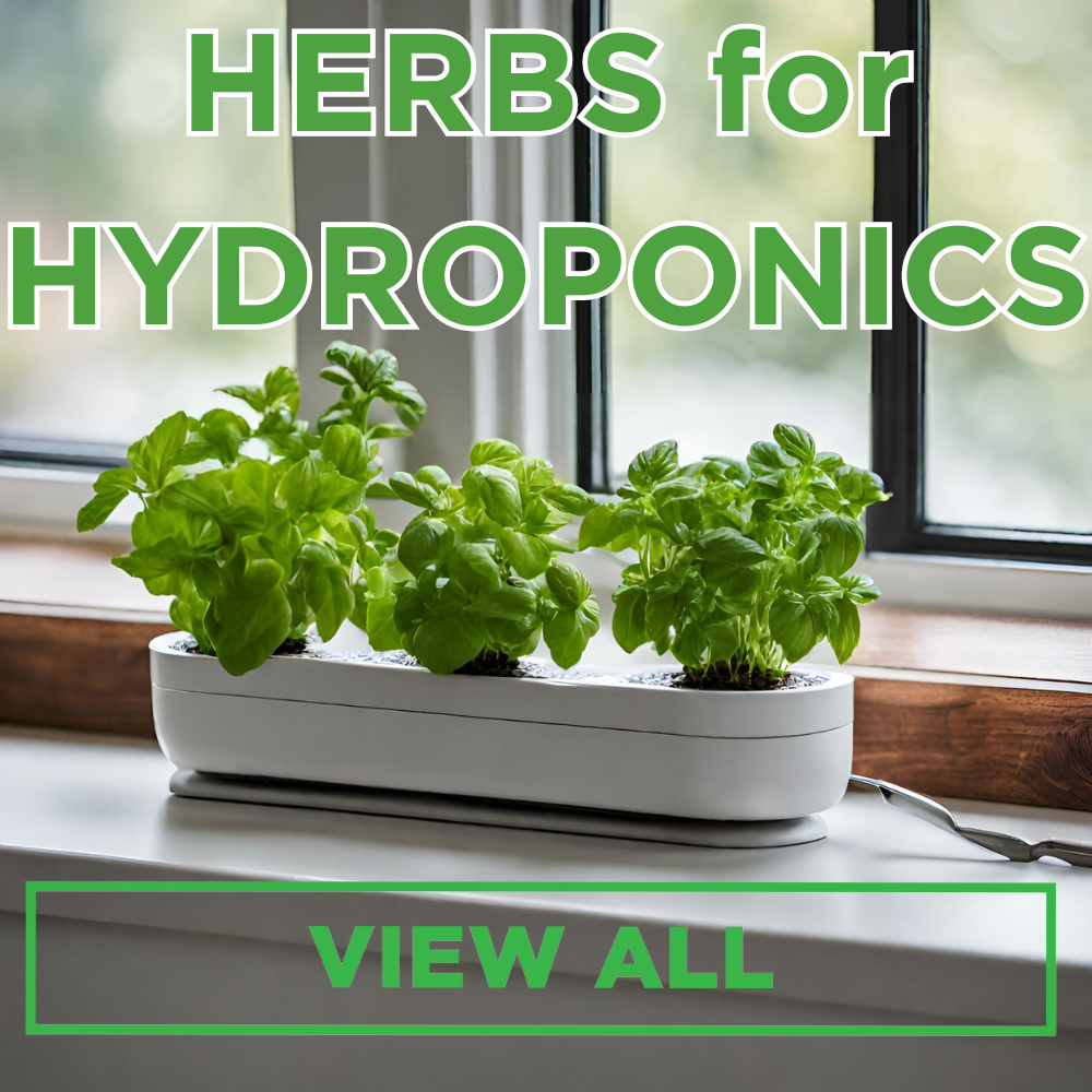 Herbs for Hydroponics