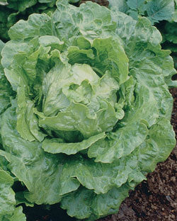 Butterhead/Bibb Lettuce Seeds