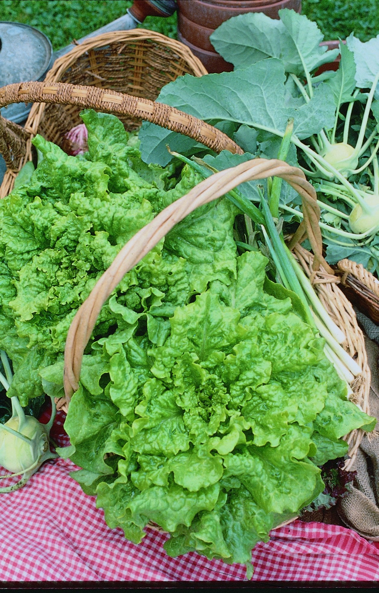 Iceburg Lettuce Seeds