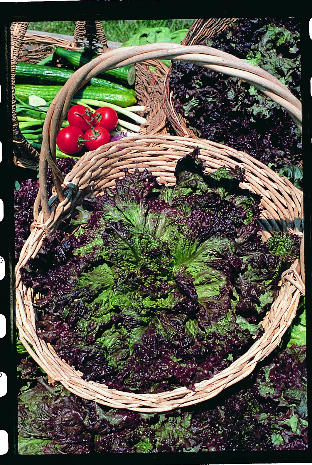 Loose Leaf Lettuce Seeds