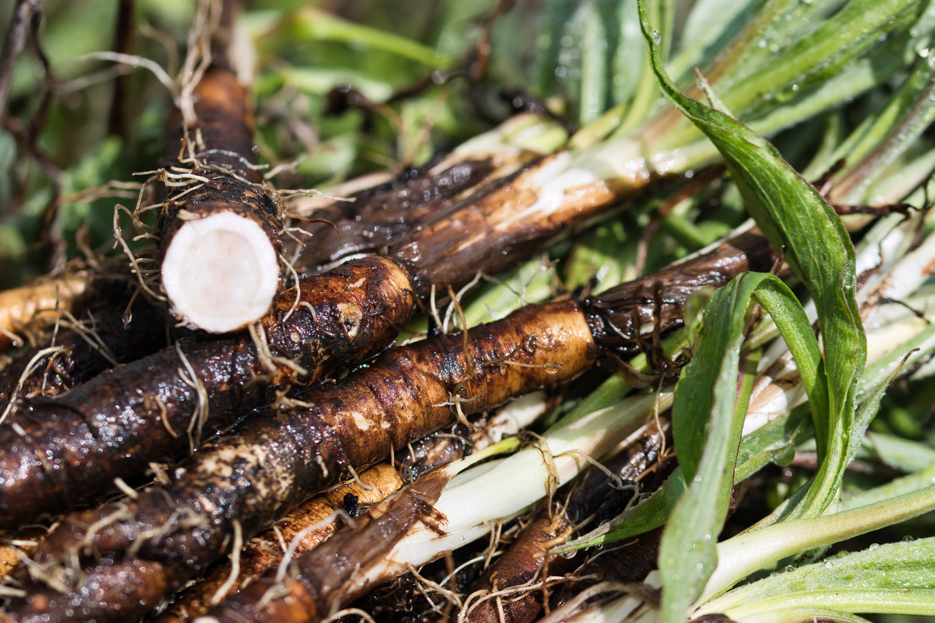 Salsify Seeds