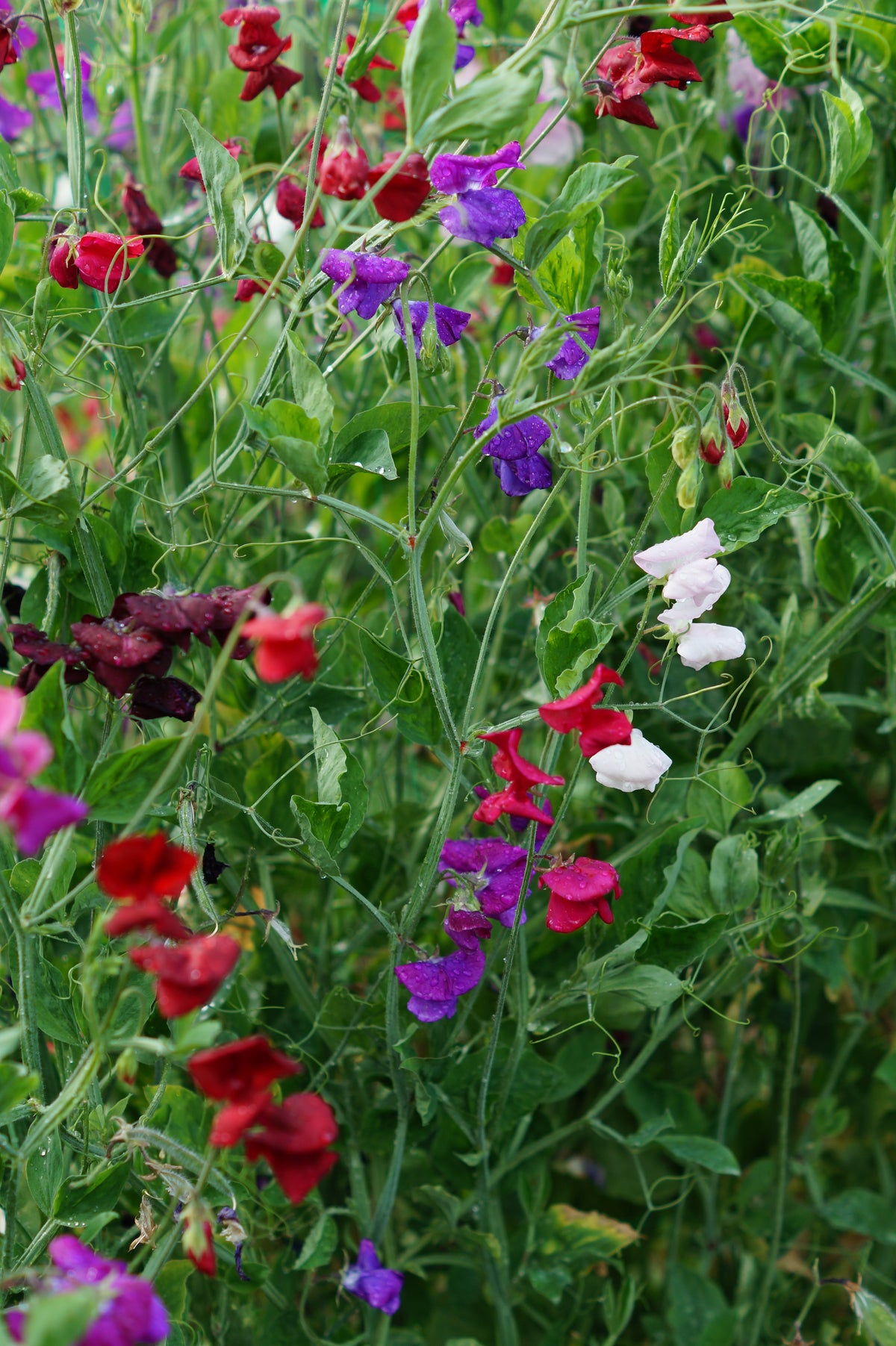 Sweet Pea Seeds — Rohrer Seeds