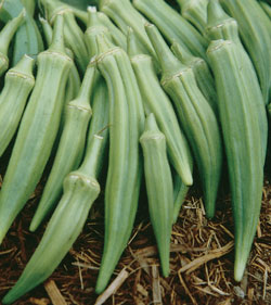 Okra Seed