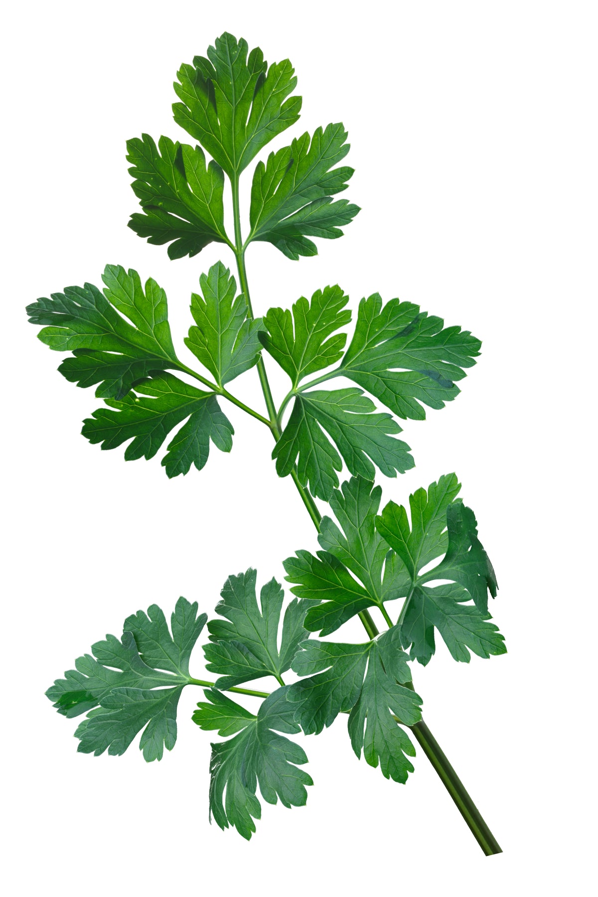 Parsley Seeds — Rohrer Seeds