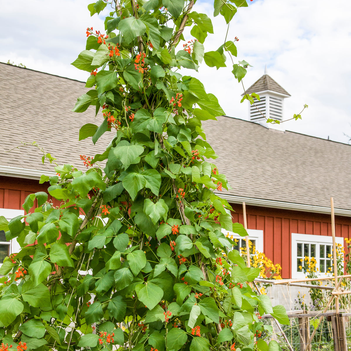 Scarlet Runner Pole Bean  Rohrer Seeds