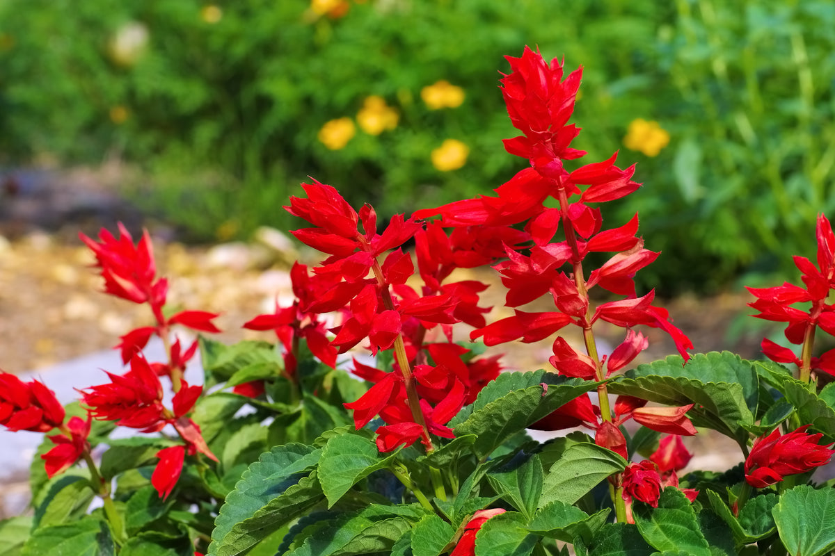 Salvia Seeds — Rohrer Seeds