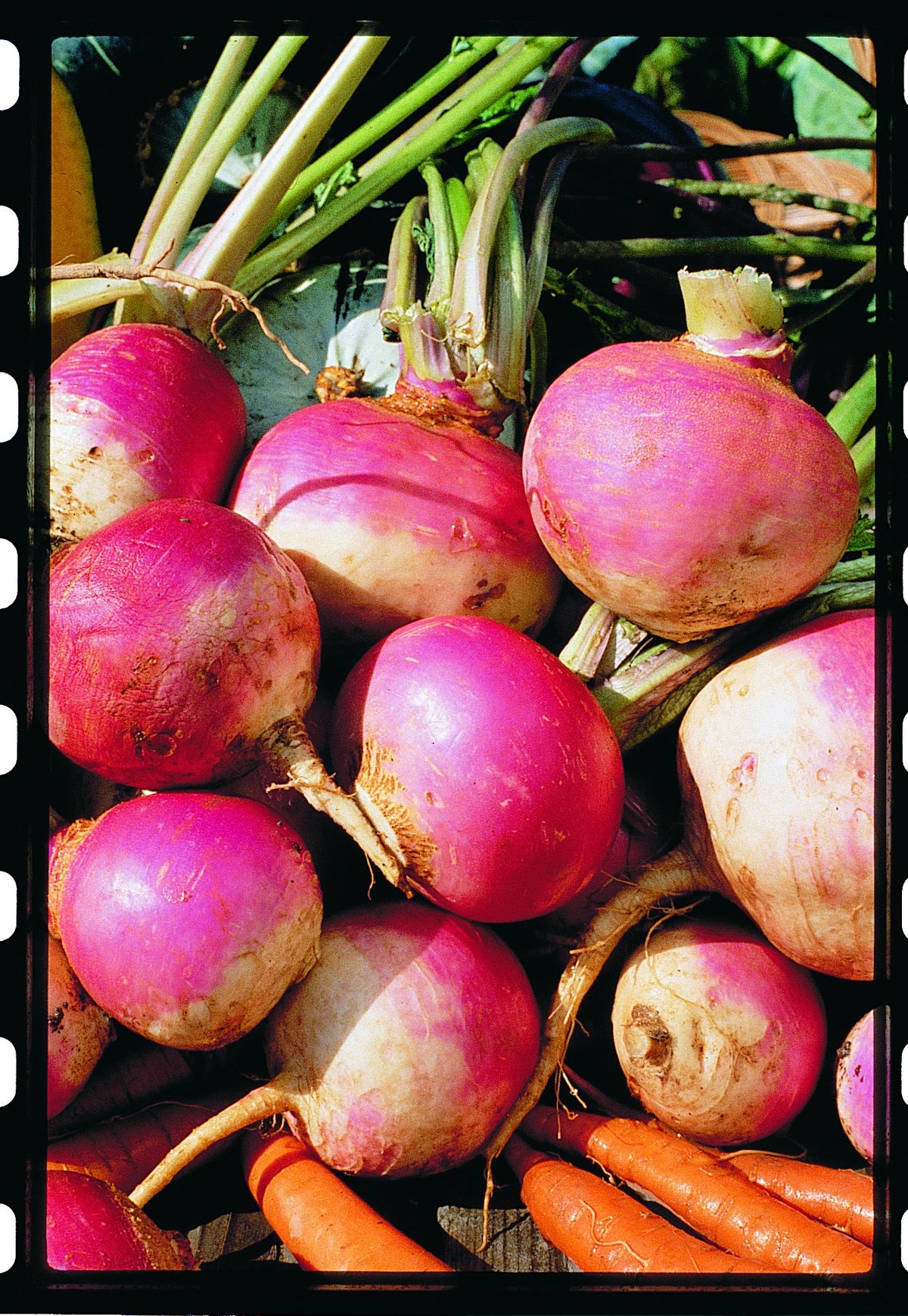 コレクション SAYURAN Plum in Tokyo Salad Turnip v.2 - Fruition Seeds