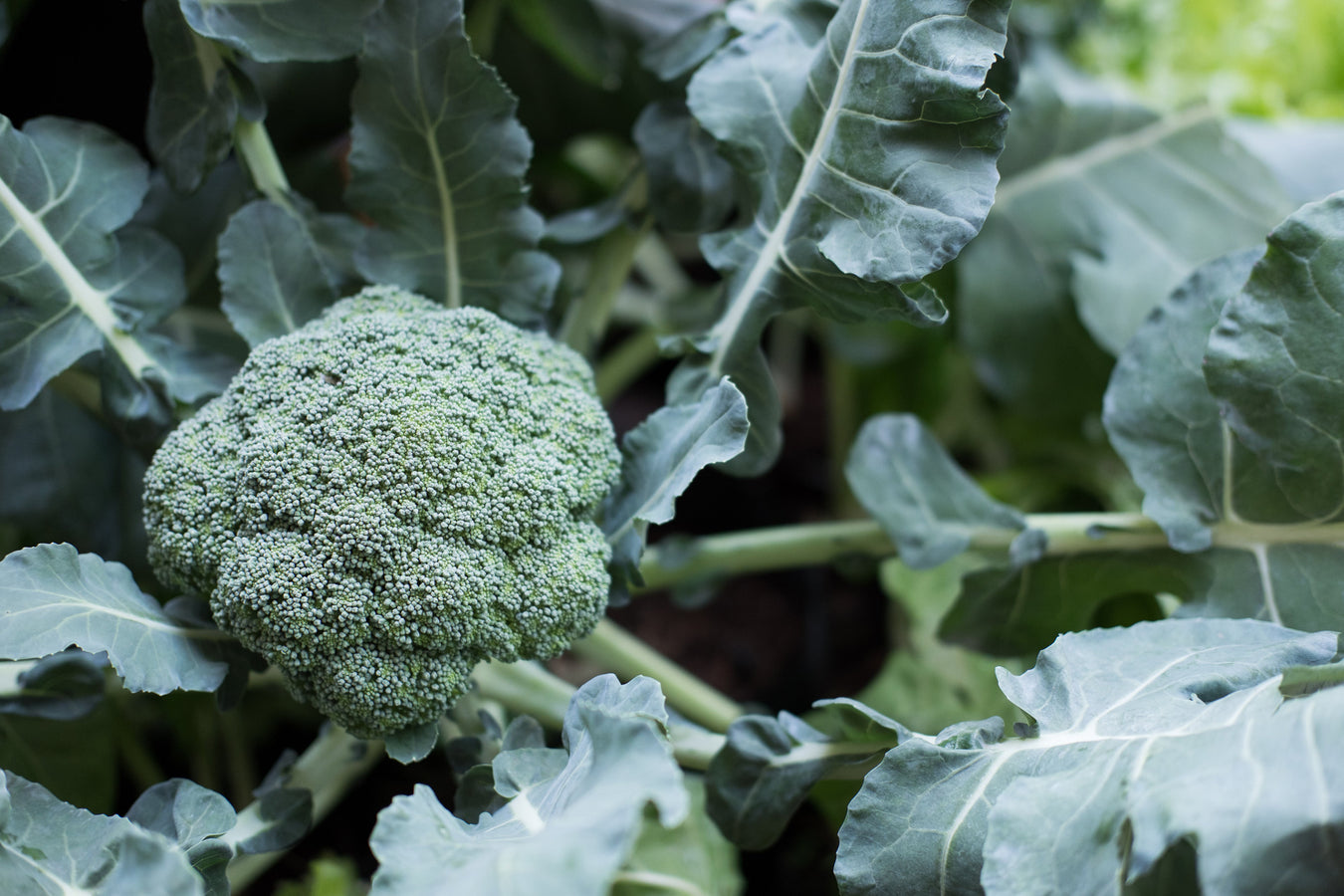 Brassicas