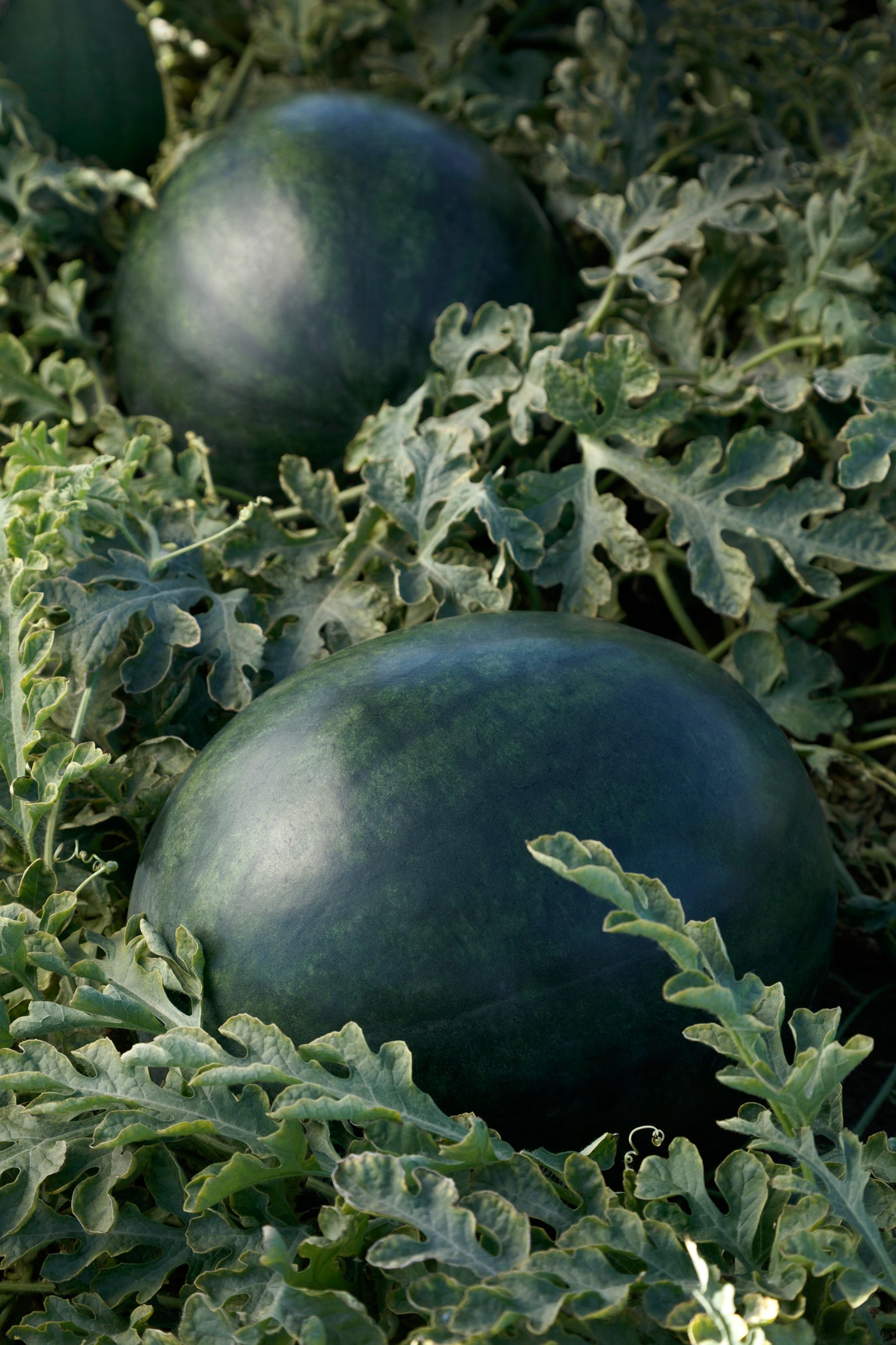 Watermelon Seeds