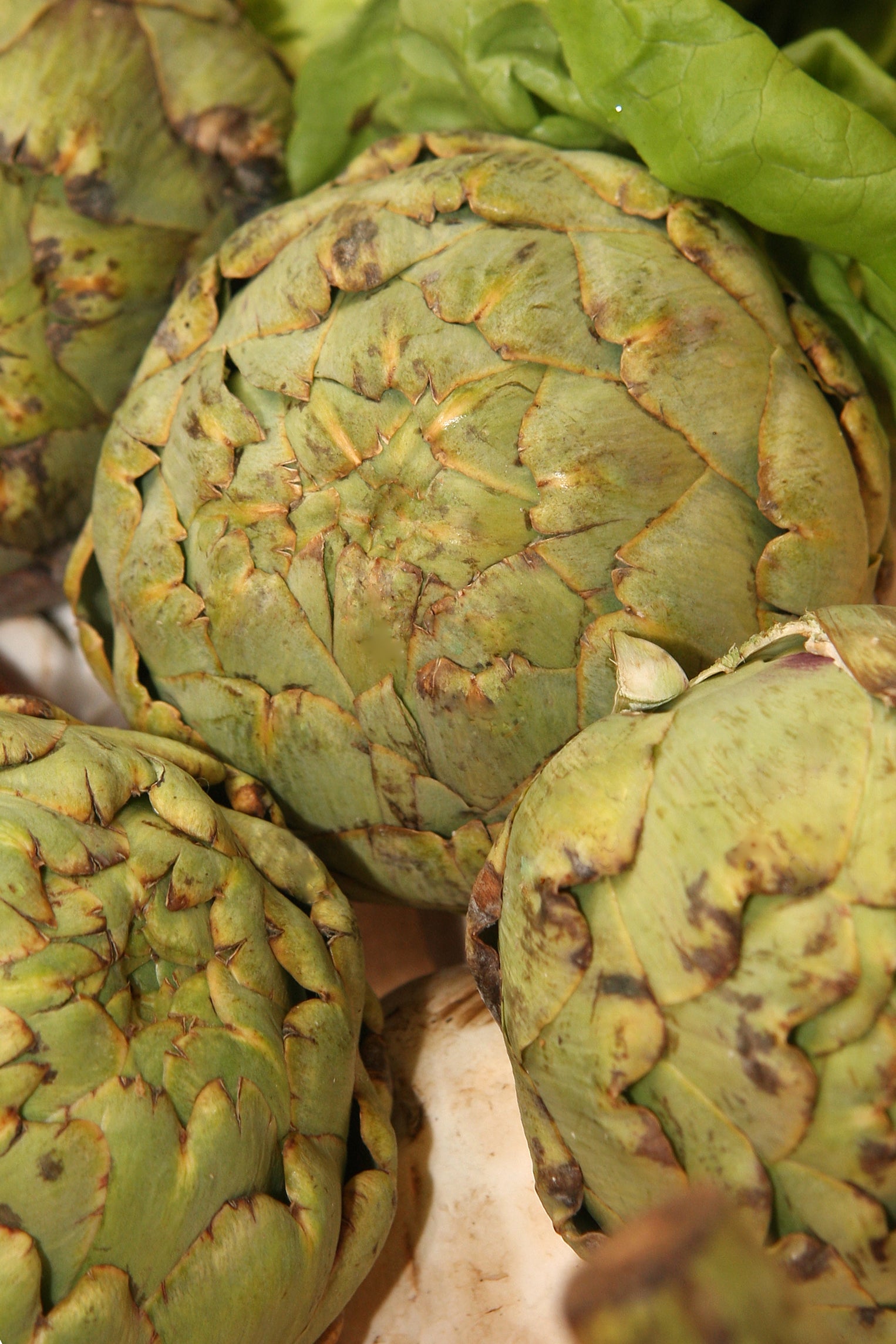 Collections — Rohrer Seeds