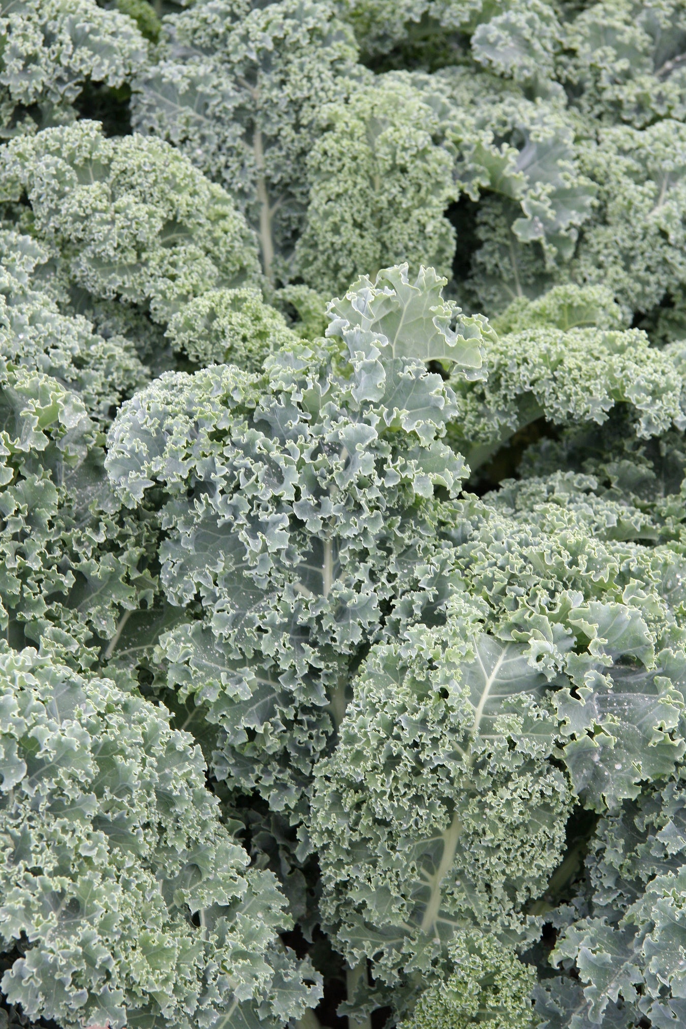 Kale Seeds