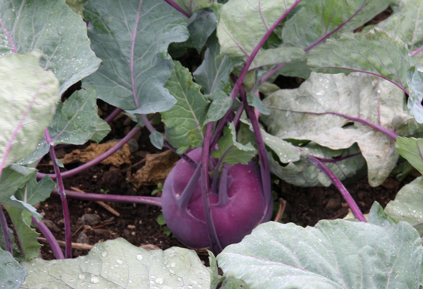 Kohlrabi Seeds