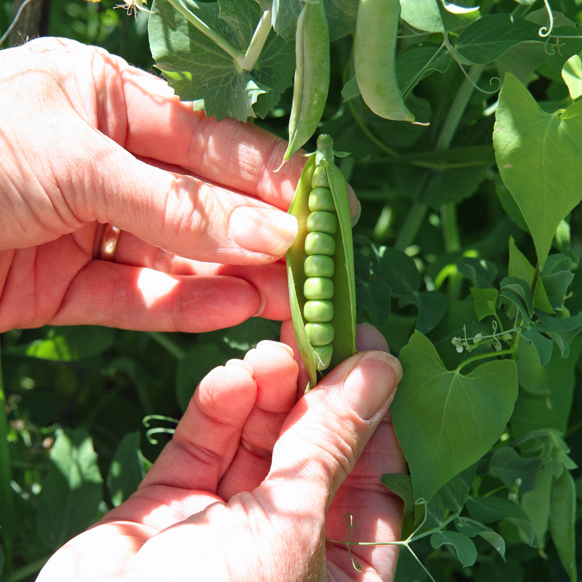 Peas — Rohrer Seeds