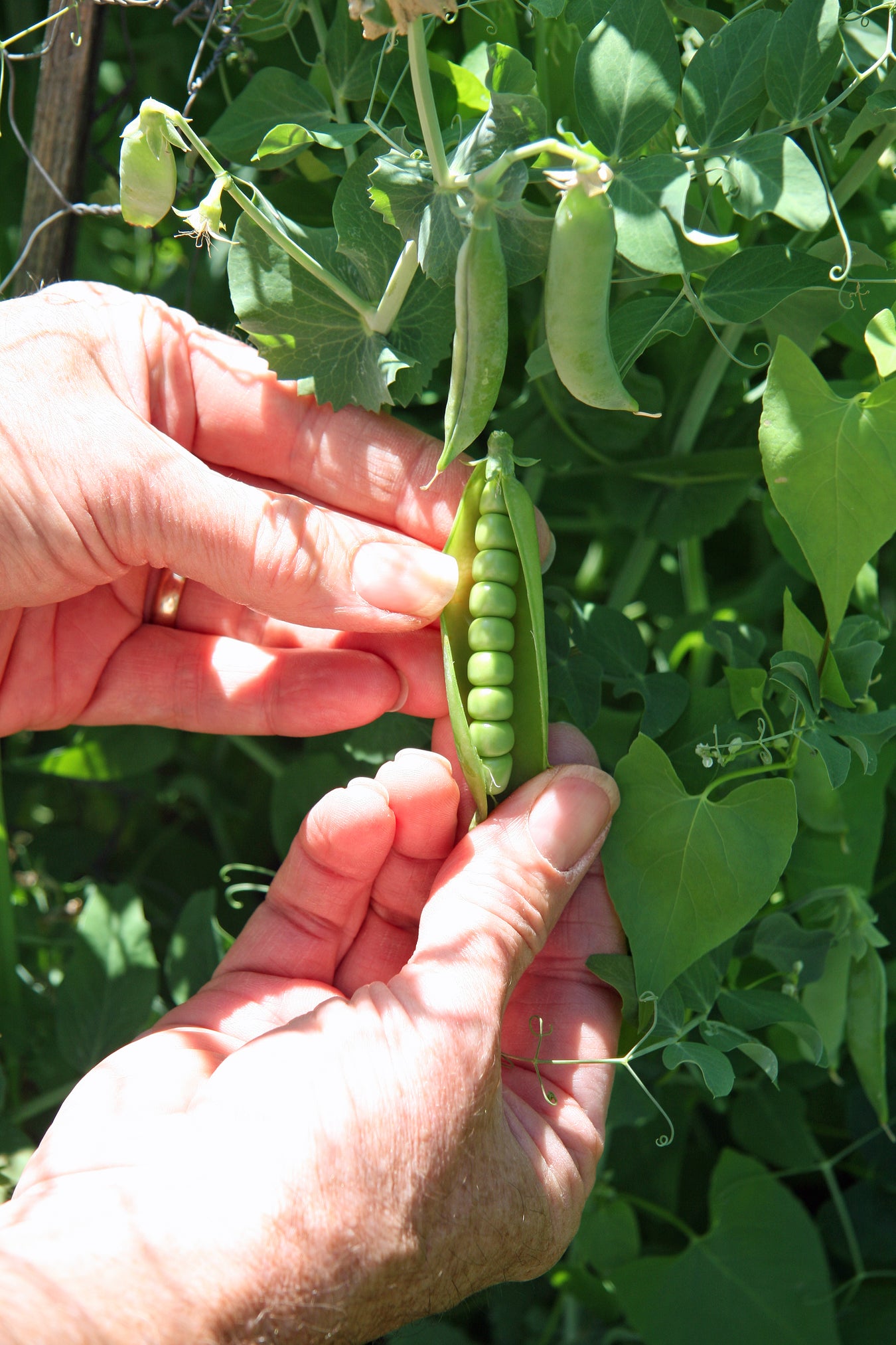 Pea Seeds