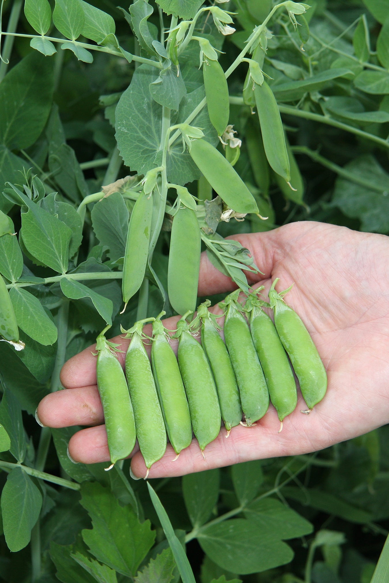 Sugar Peas