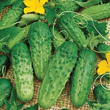 Cucumber Seeds