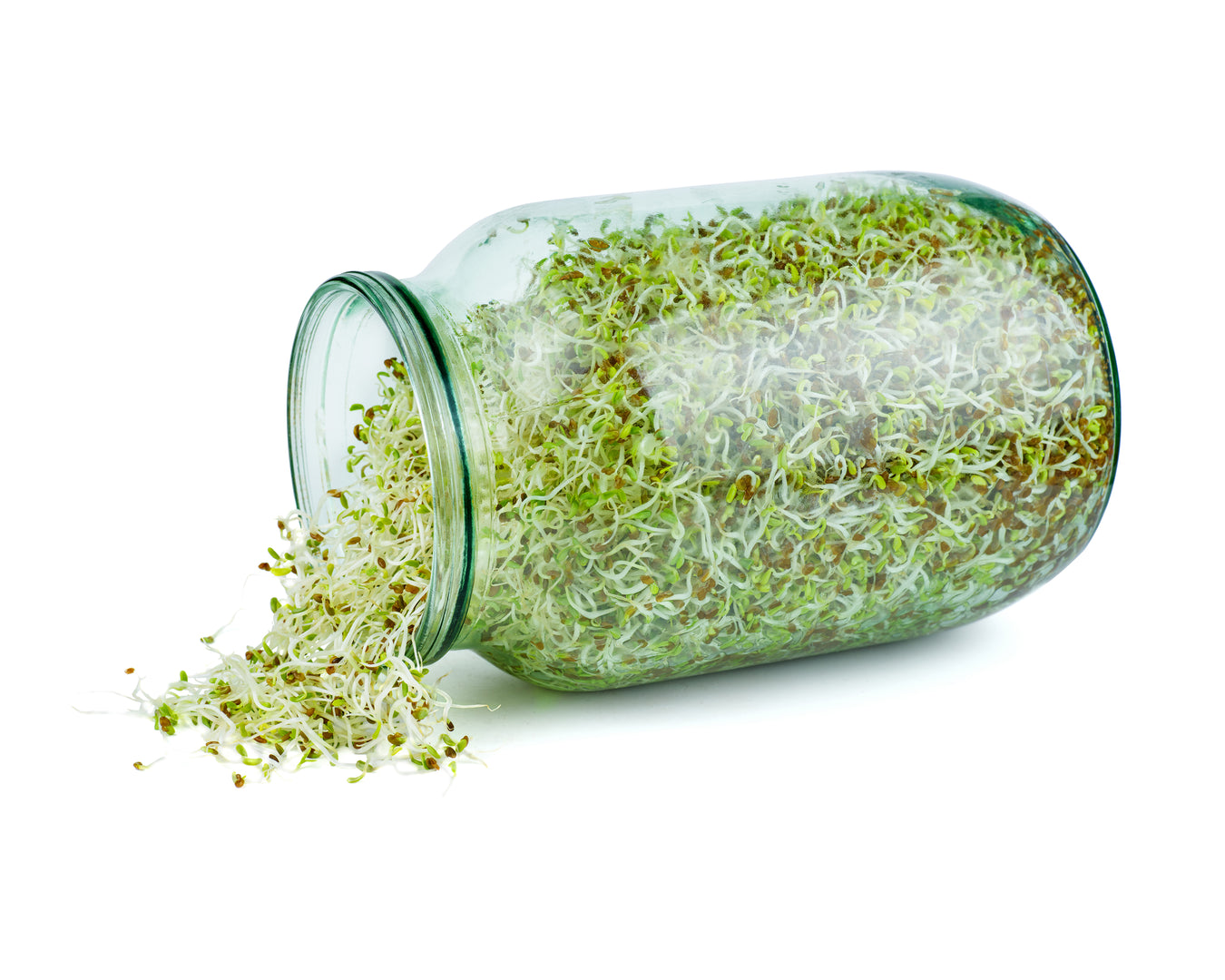 Organic Sprouting & Microgreen Seeds