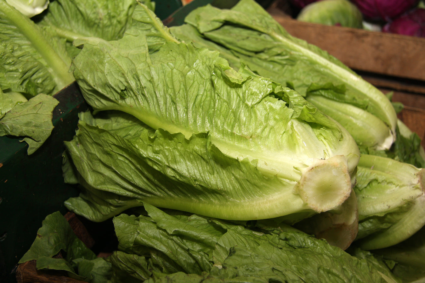 Romaine Lettuce Seeds