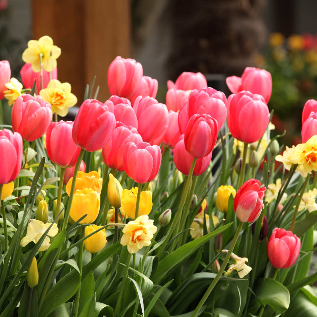 Fall Bulbs