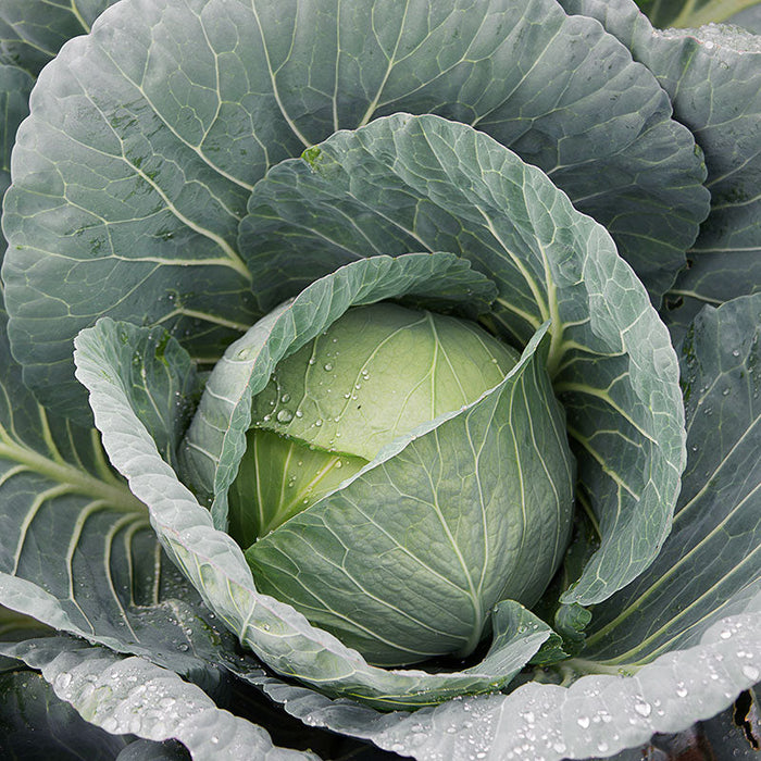 Optima Cabbage Bravo F1 Hybrid Cabbage Seeds — Rohrer Seeds