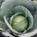 Bravo F1 Hybrid Cabbage Seeds