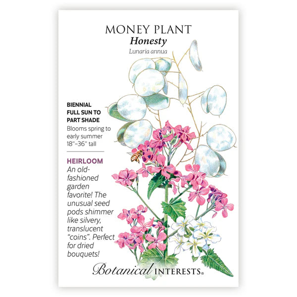 money plant parts Honesty Money Plant — Rohrer Seeds