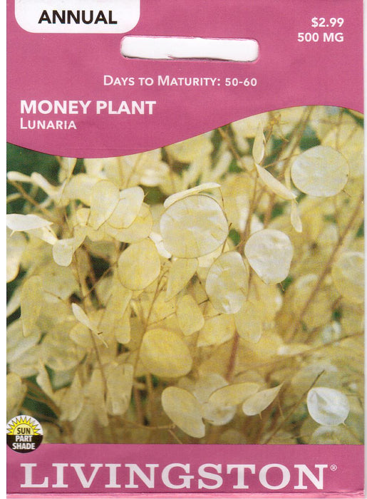 (Sold Out for 2024) Money Plant, Lunaria