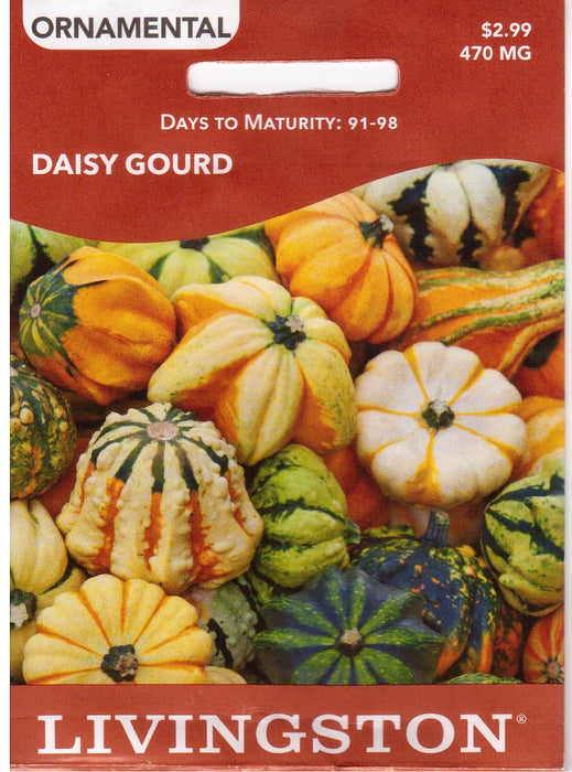 Daisy Gourd
